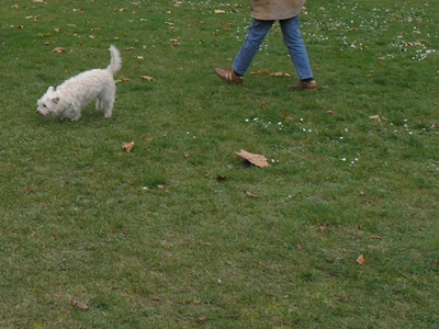 Hund