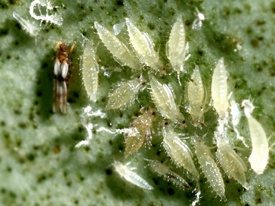 Thrips mit Thripsbrut