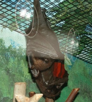 Schinken